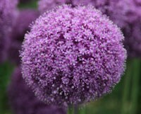 Garden Plants